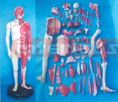 NATURAL HUMAN MODEL OF BODY OF GRADATIONAL DISSECTION (110 PCS/SET)